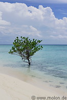 14 Tree in the sea