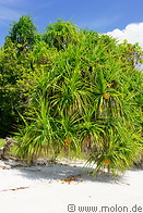 17 Pandanus tectorius beach vegetation