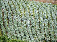 20 Cabbage field in Kundasang