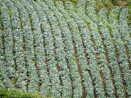 21 Cabbage field in Kundasang
