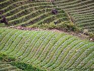 23 Agriculture in Kundasang