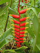 01 Lobster claw heliconia