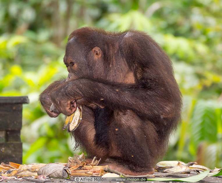 06 Orangutan