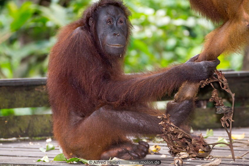14 Orangutan