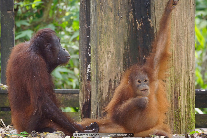 16 Young and old orangutan