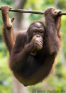 09 Orangutan