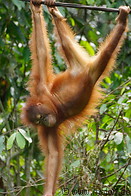 10 Young orangutan