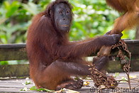 14 Orangutan