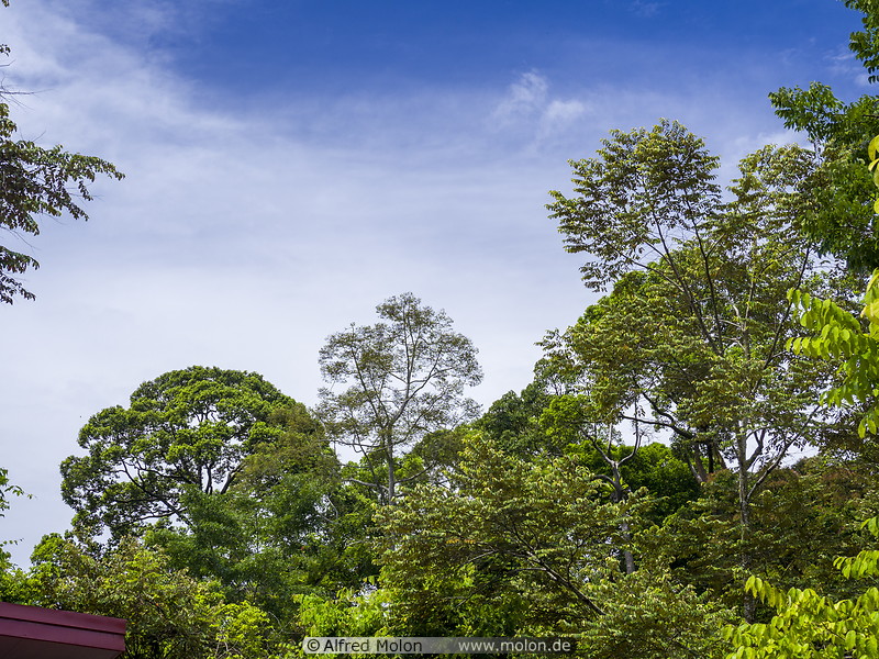 24 Rainforest treetops
