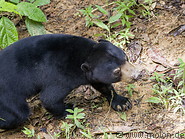 Bornean sun bear conservation centre photo gallery  - 26 pictures of Bornean sun bear conservation centre