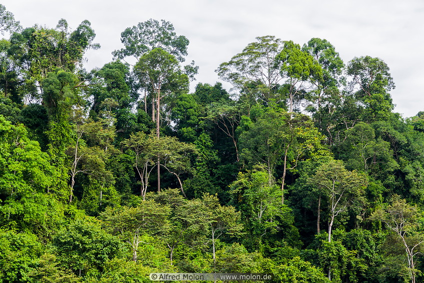 19 Tropical rainforest