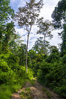 13 Jungle trail