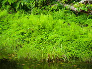 07 Ferns along pond