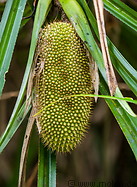 13 Pandanus palm fruit