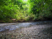 24 Forest stream