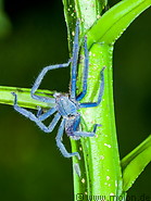 32 Blue tarantula