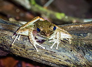 34 Meristogenys frog