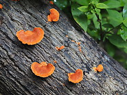 46 Pycnoporus Coccineus mushrooms