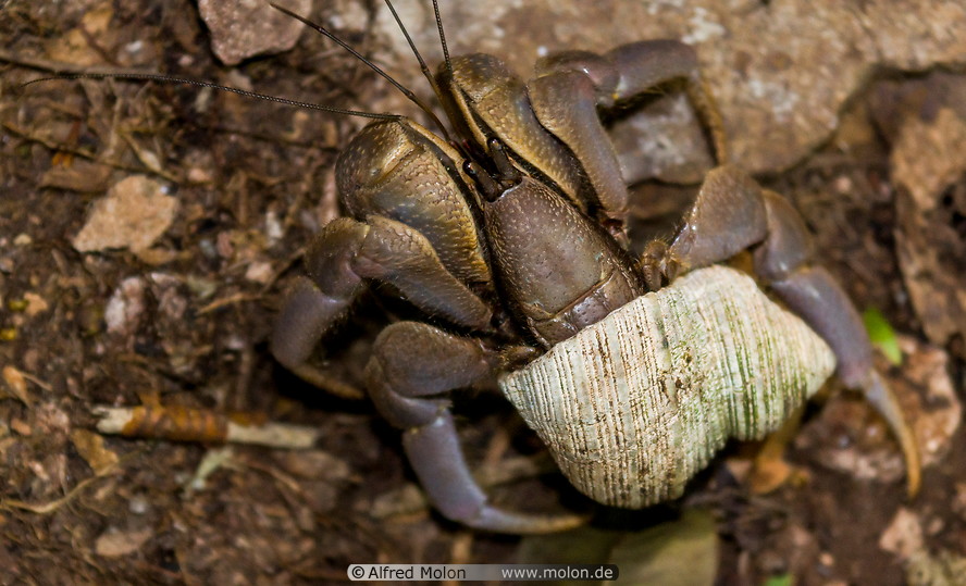 09 Terrestrial hermit crab