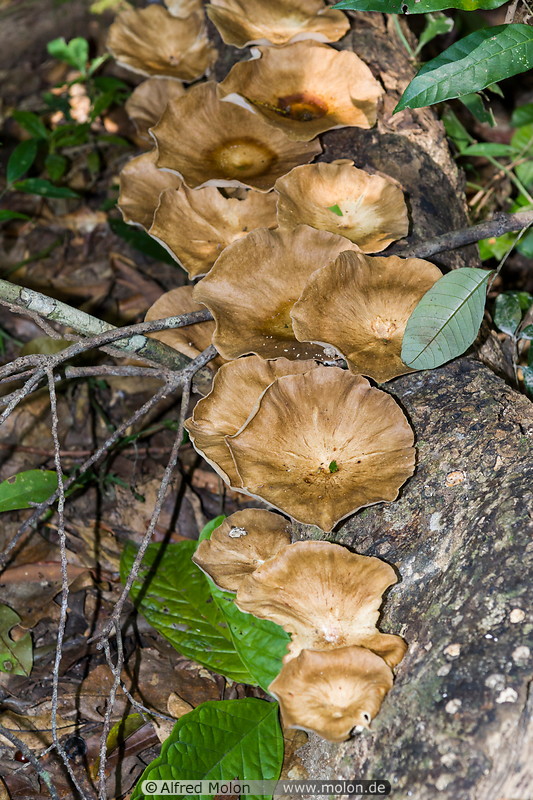 14 Mushrooms