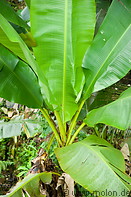 14 Banana tree