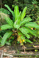 15 Banana tree