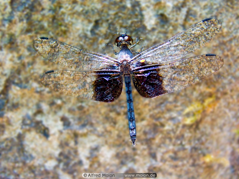 18 Dragonfly