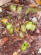 07 Green Nepenthes (Pitcher plant)