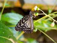 15 Butterfly