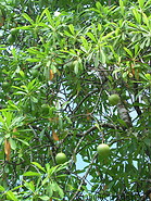 21 Cerbera odollam nut tree