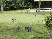 22 Silver leaf monkeys