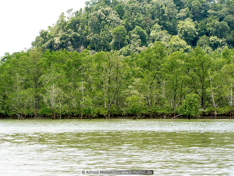04 Mangroves along Bako river