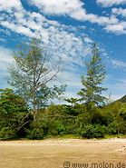 22 Beach with trees