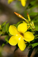 13 Yellow Allamanda flower