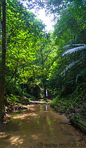 07 Forest stream