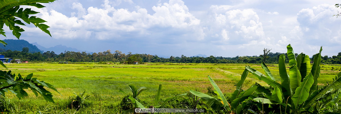 04 Rice fields and banana trees