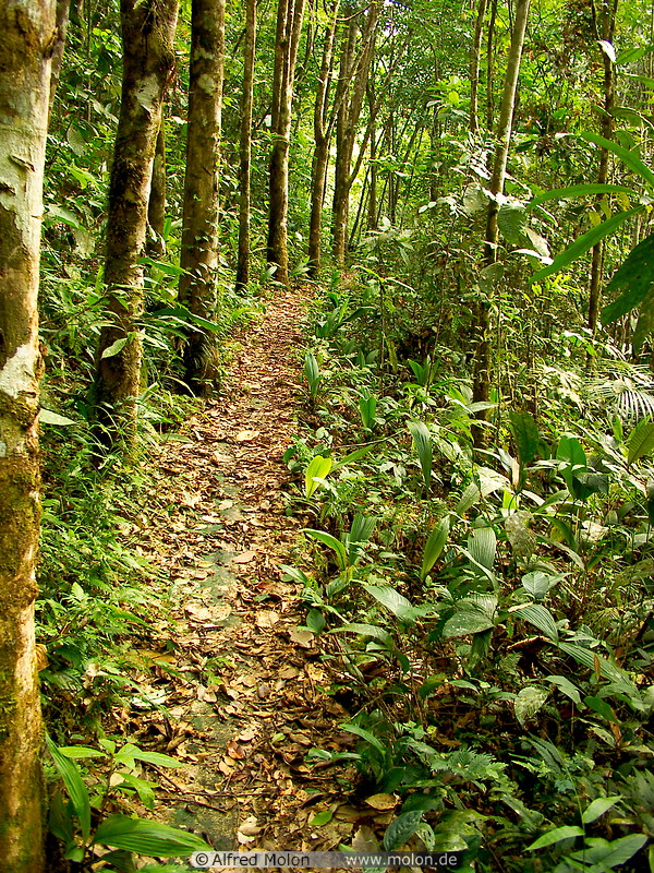 40 Jungle path