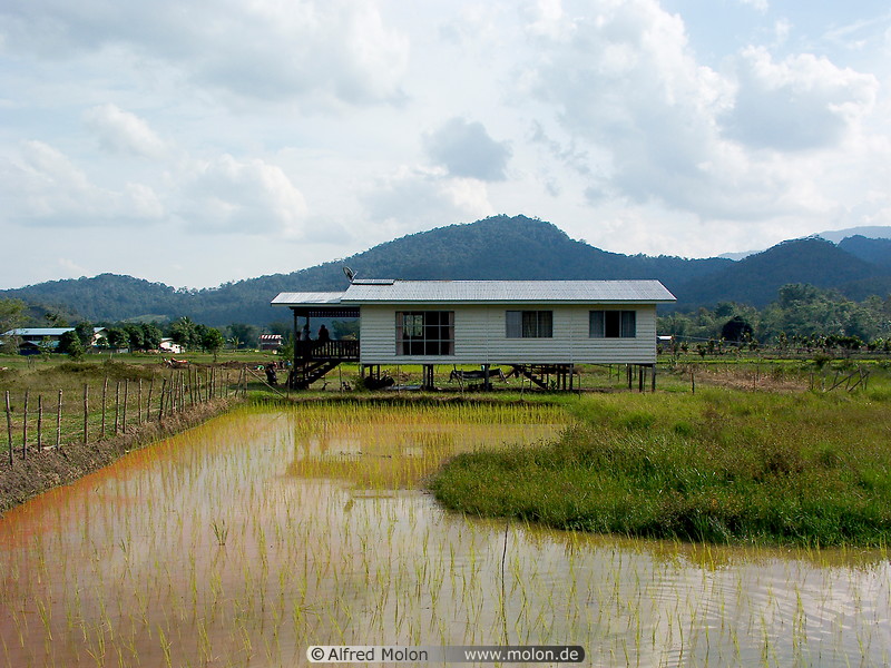 23 House and rice paddy