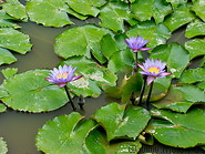 01 Lotus flowers