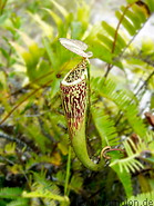 08 Nepenthes (Pitcher plant)