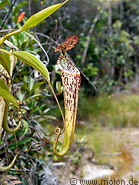 09 Nepenthes (Pitcher plant)