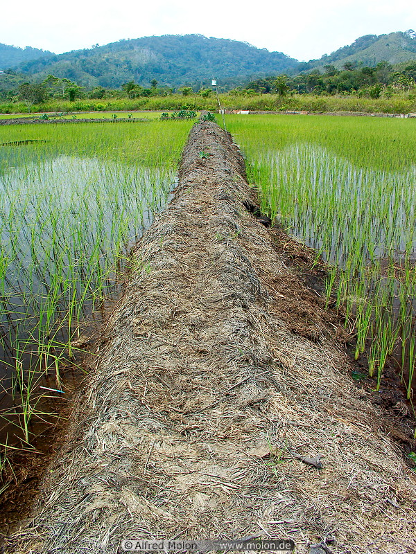 06 Dam separating rice fields