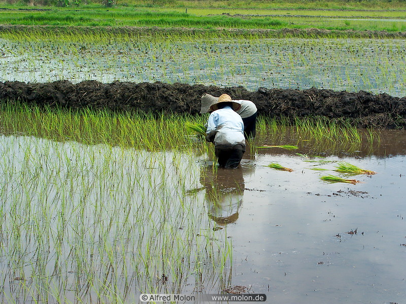 07 Workers setting out rice plants in fields