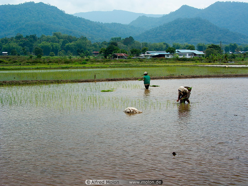 11 Workers setting out rice plants in fields