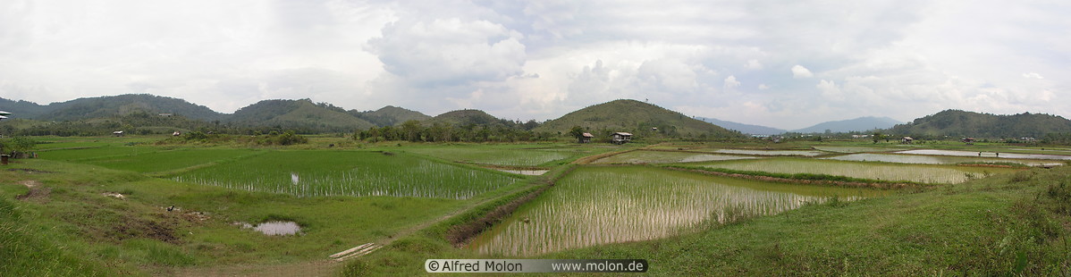 14 Panorama view with rice fields
