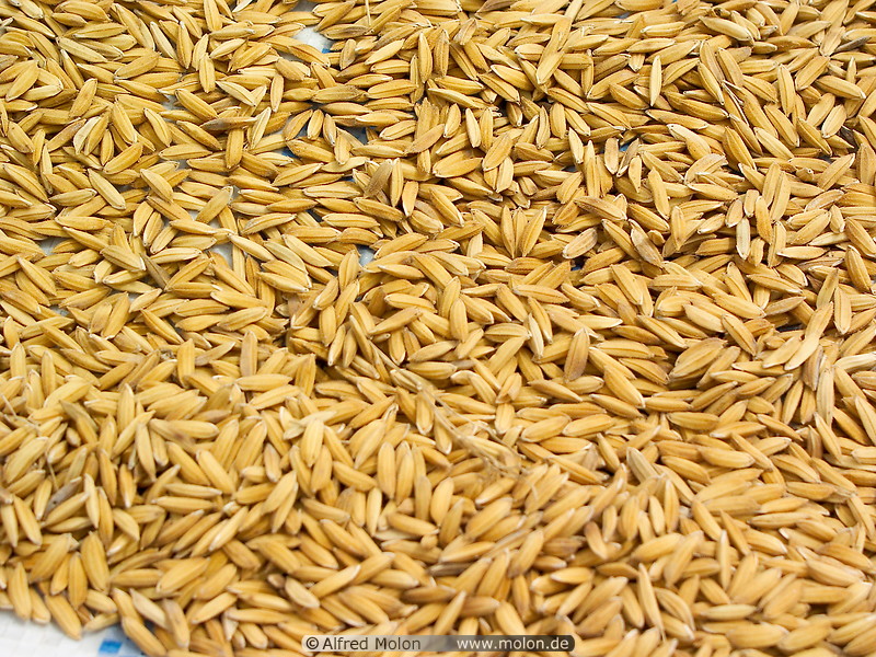 16 Harvested rice