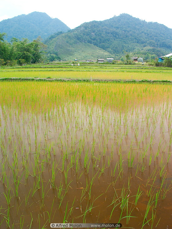 17 Rice field