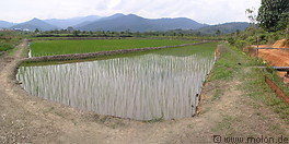 02 Rice growing in paddy fields