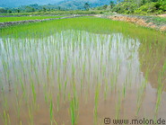 03 Rice growing in paddy fields