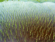 05 Rice growing in paddy fields